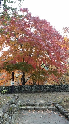 11月23日高尾山紅葉.jpg