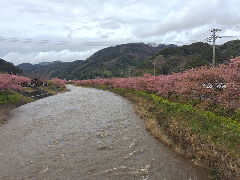 223河津桜　河.jpg