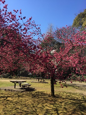 3月9日清澄公園　梅.jpg