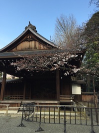 靖国神社標本木の桜.jpg