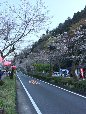 桜トンネル.jpg